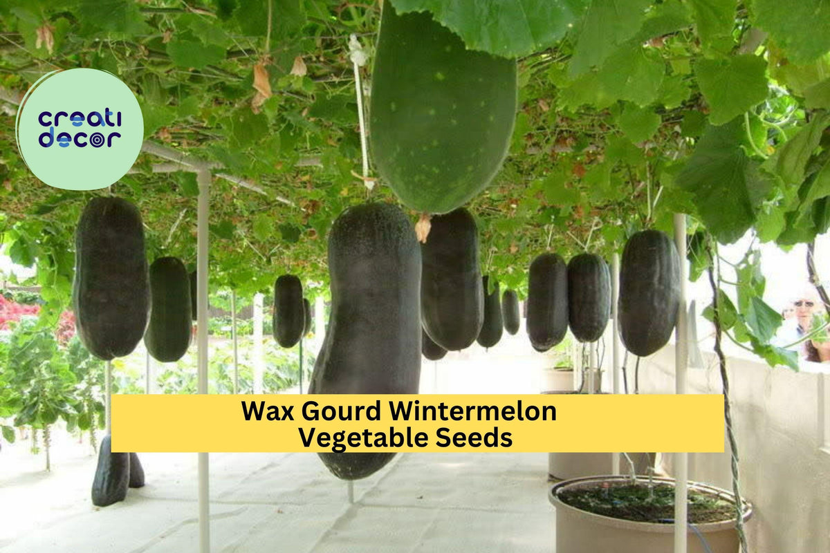 Wax Gourd Seeds 3pcs - Large White-Frosted Melon for Soups & Stews - Benincasa hispida - Warm Season Vegetable Garden
