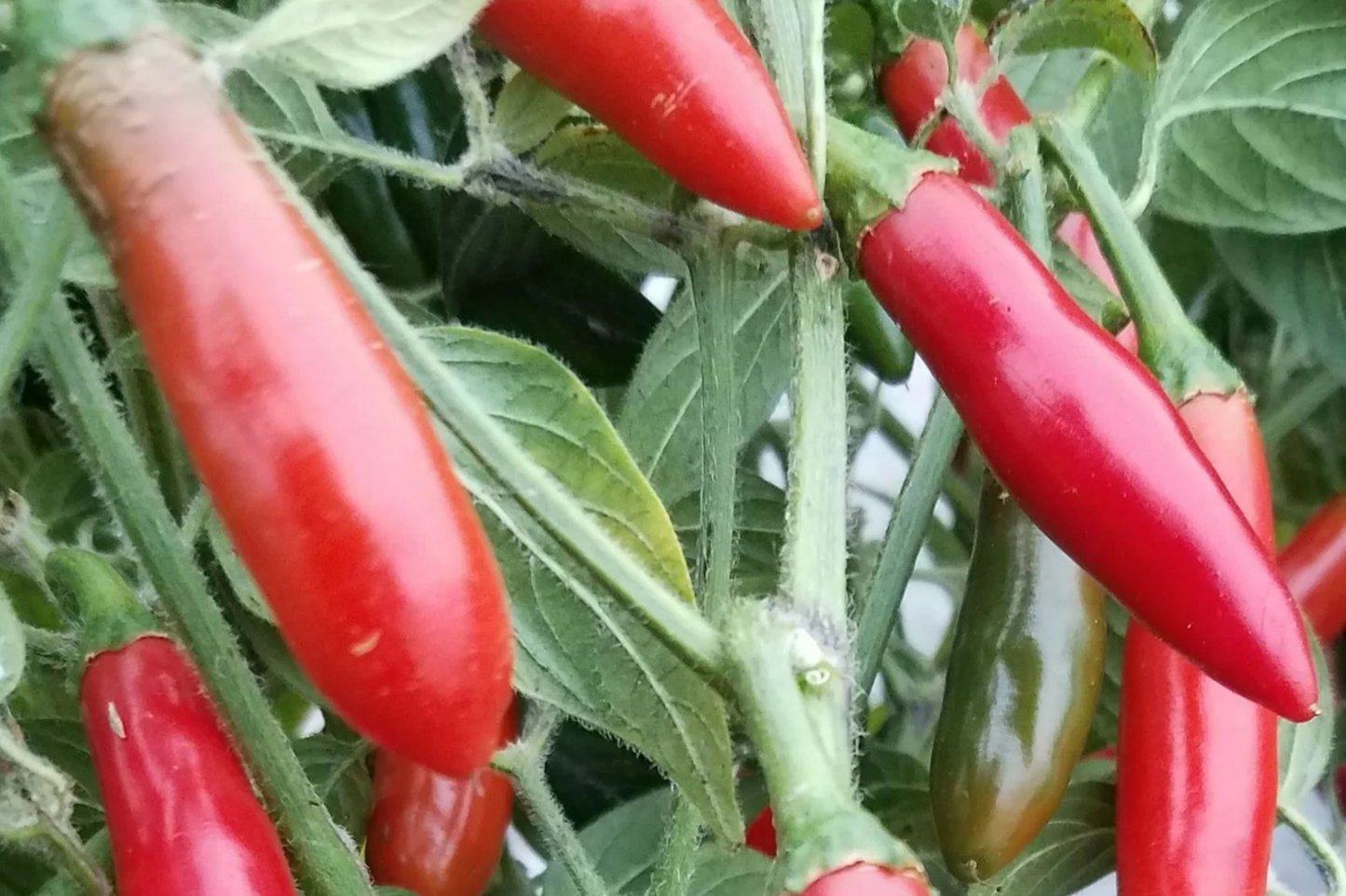 250mg Serrano Tampiqueno Hot Pepper Seeds | Capsicum annuum Spicy & Flavorful for Salsas & Cooking