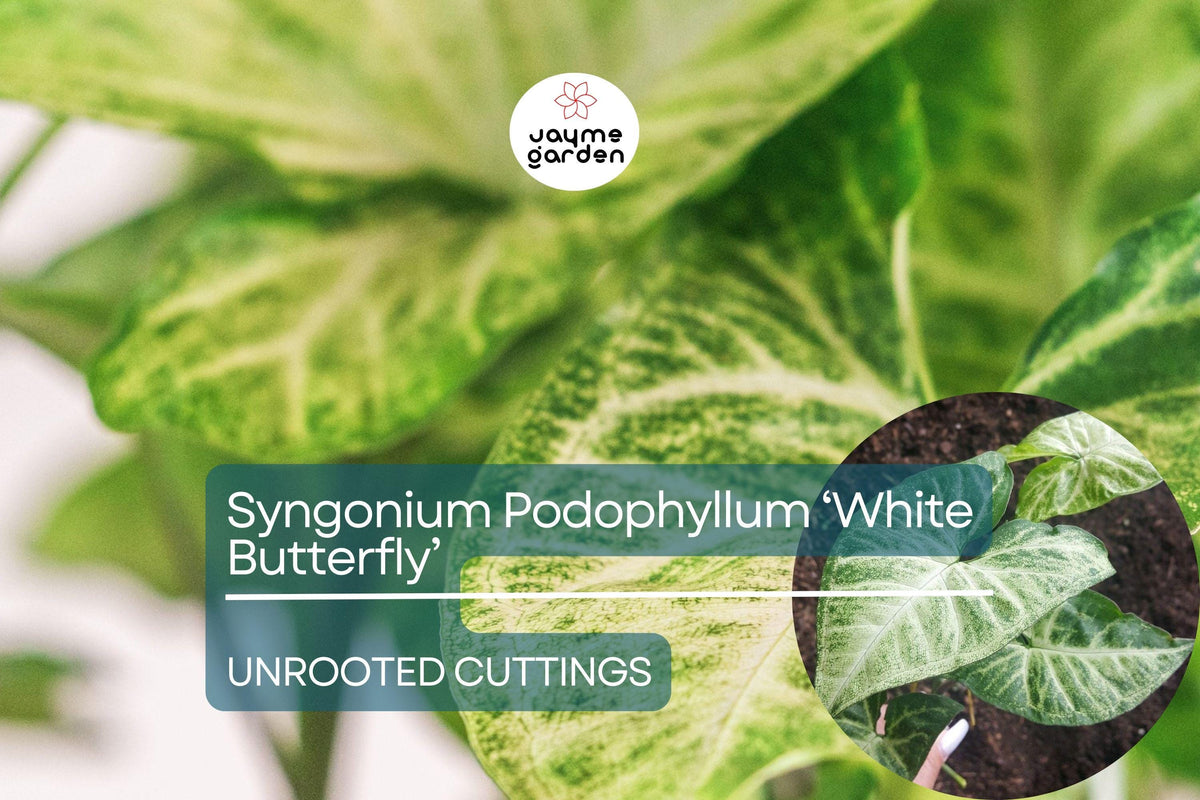 Syngonium Podophyllum ‘White Butterfly’ Cutting - 7" Unrooted Arrowhead Plant for Indoor Decor & Terrariums - Tropical Houseplant