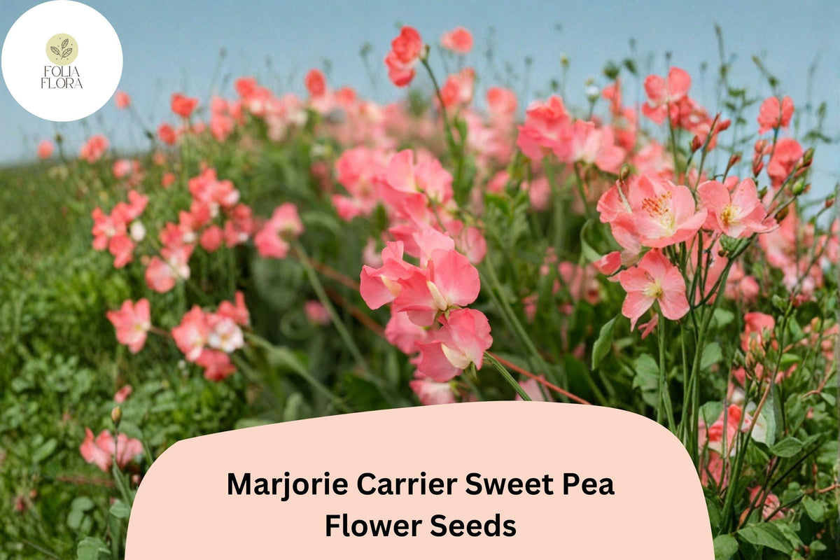 50+ Marjorie Carrier Sweet Pea Seeds | Fragrant Pink Climbing Flowers | Lathyrus odoratus