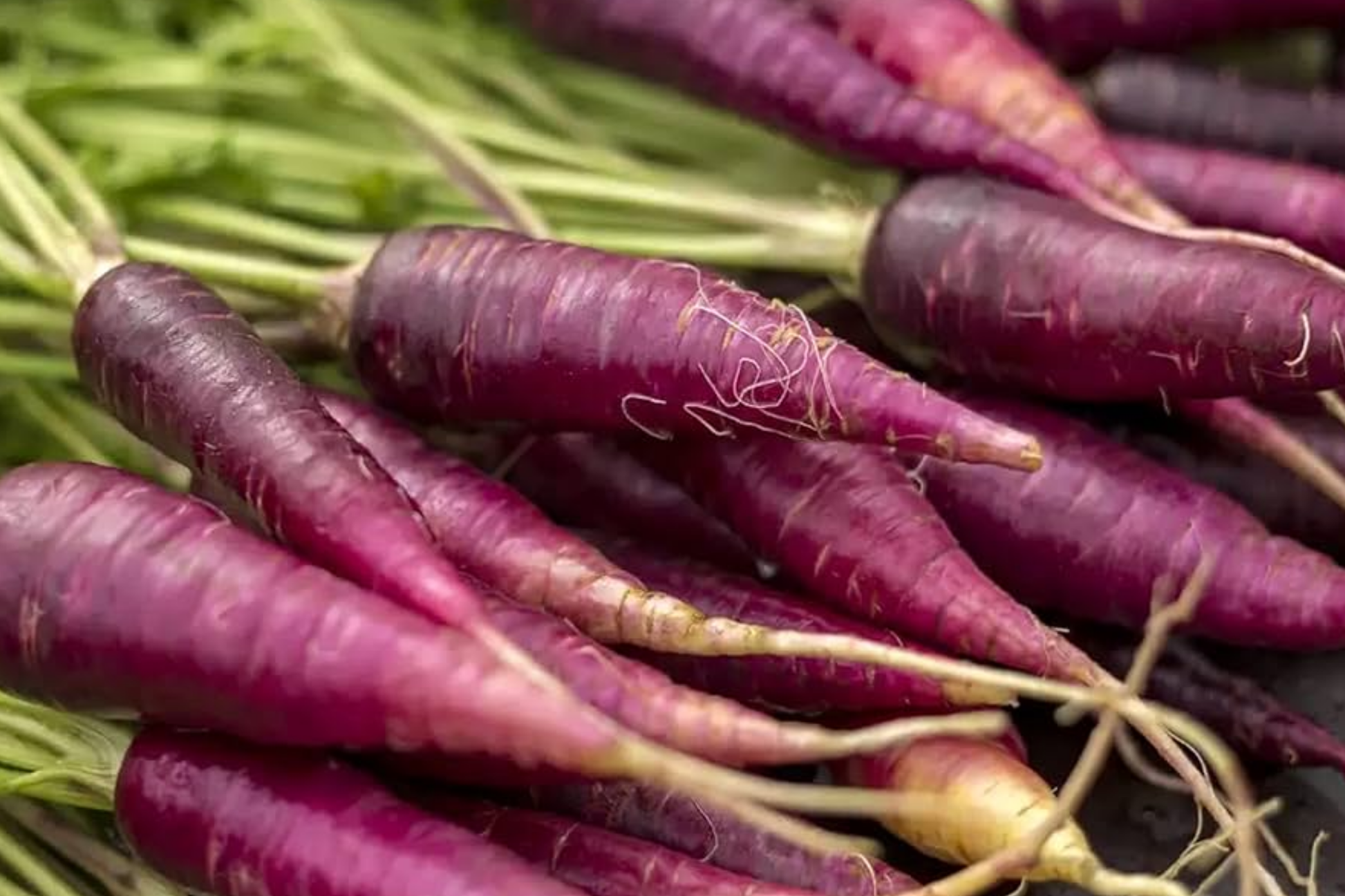 1000 Purple Carrot Seeds - Heirloom Non-GMO Vegetable Seeds for Planting - Deep Purple Skin & Sweet Flavor - Daucus carota subsp. sativus