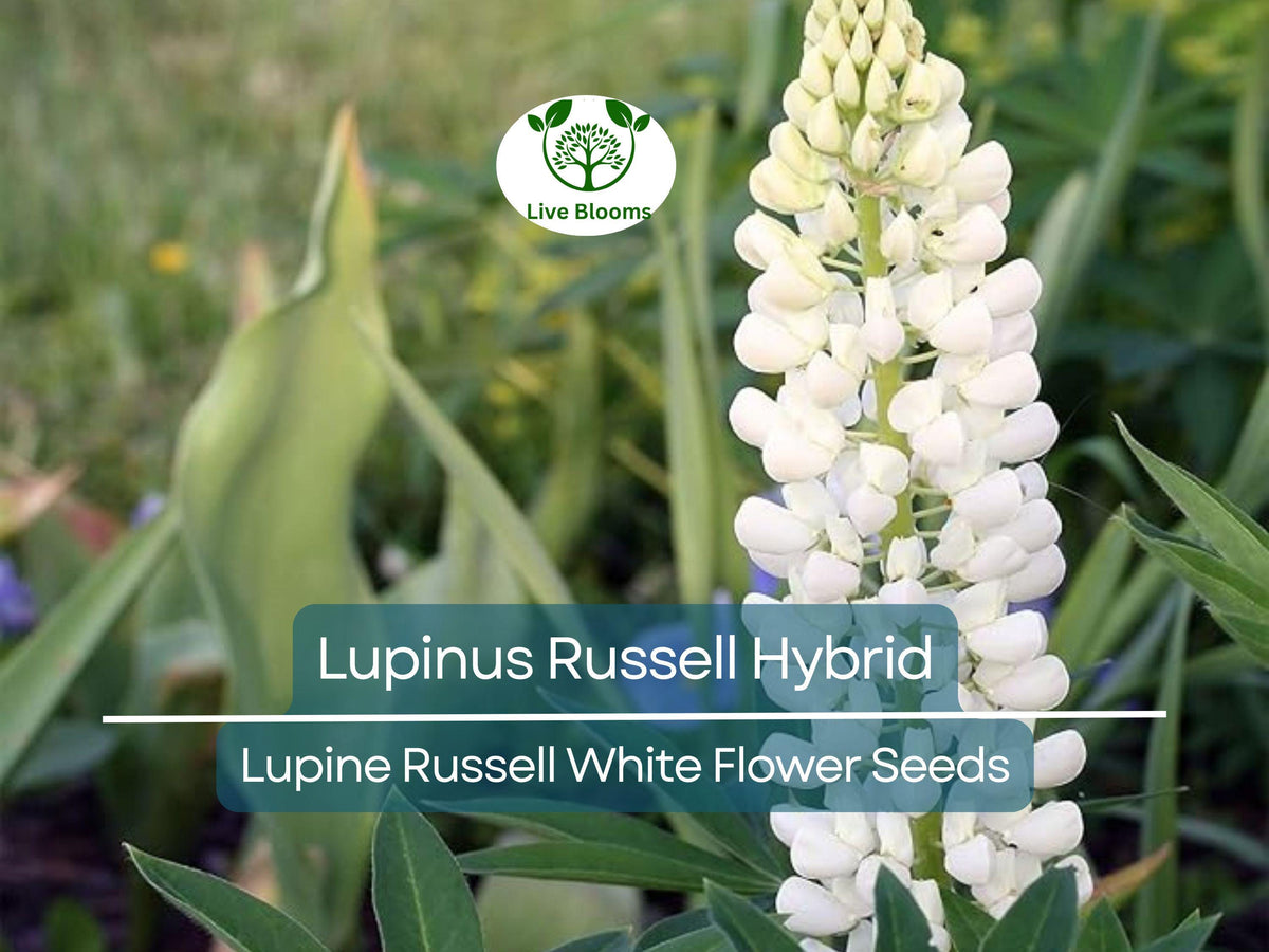 Lupine Seeds 20 Count Russell White Flowers - Lupinus Russell Hybrid, Easy to Grow, Attracts Pollinators, Hardy Perennial