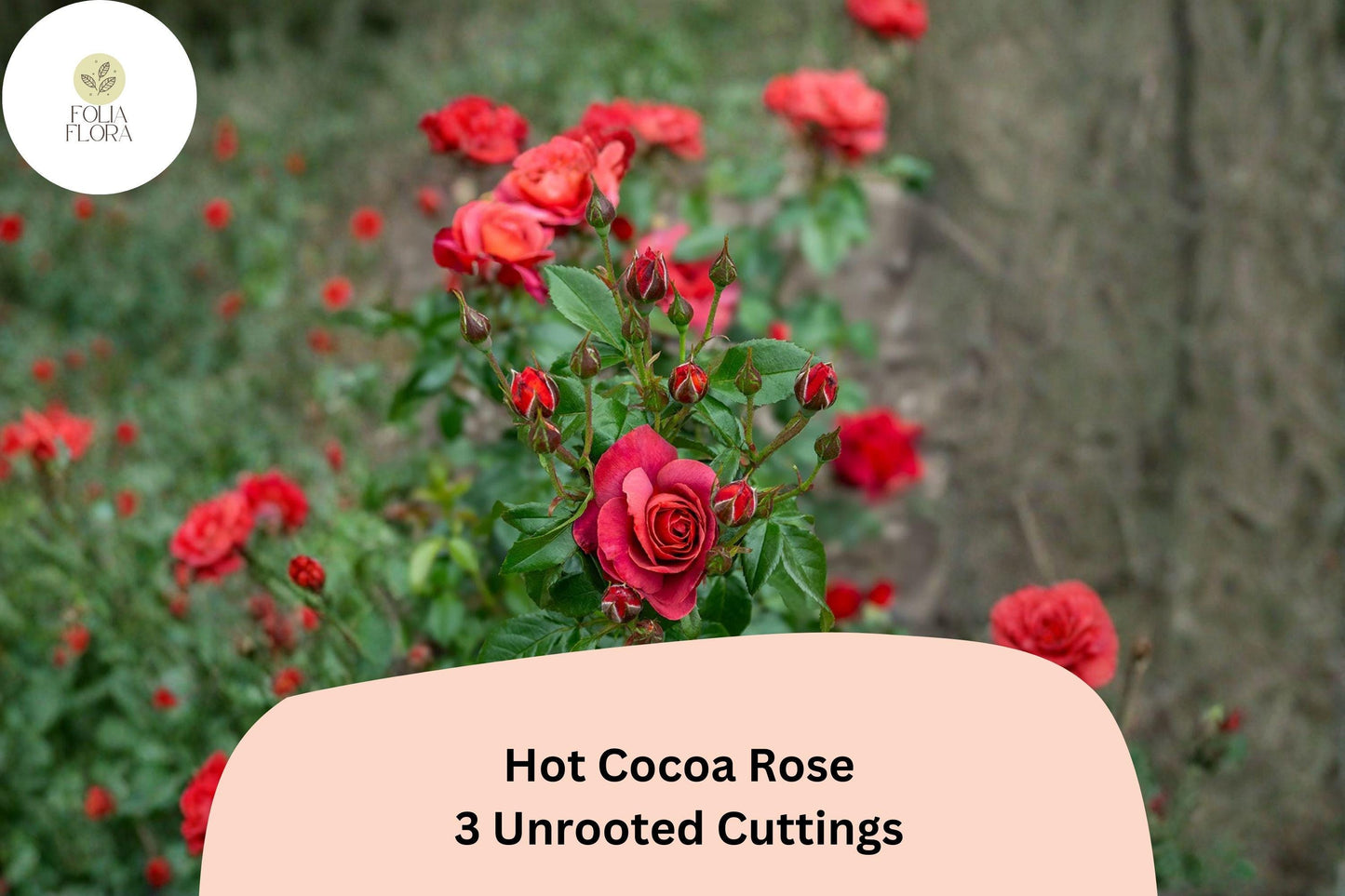 Hot Cocoa Rose Cuttings – 3 Unrooted Rare Red Floribunda Rose Cuttings for Rooting or Grafting