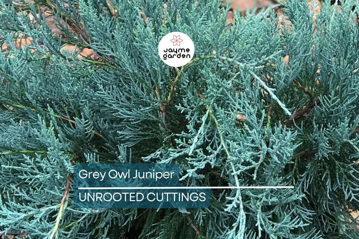 4 Grey Owl Juniper Cuttings 5-7" - Silvery Grey Evergreen Shrub, Drought Tolerant, Juniperus virginiana 'Grey Owl'
