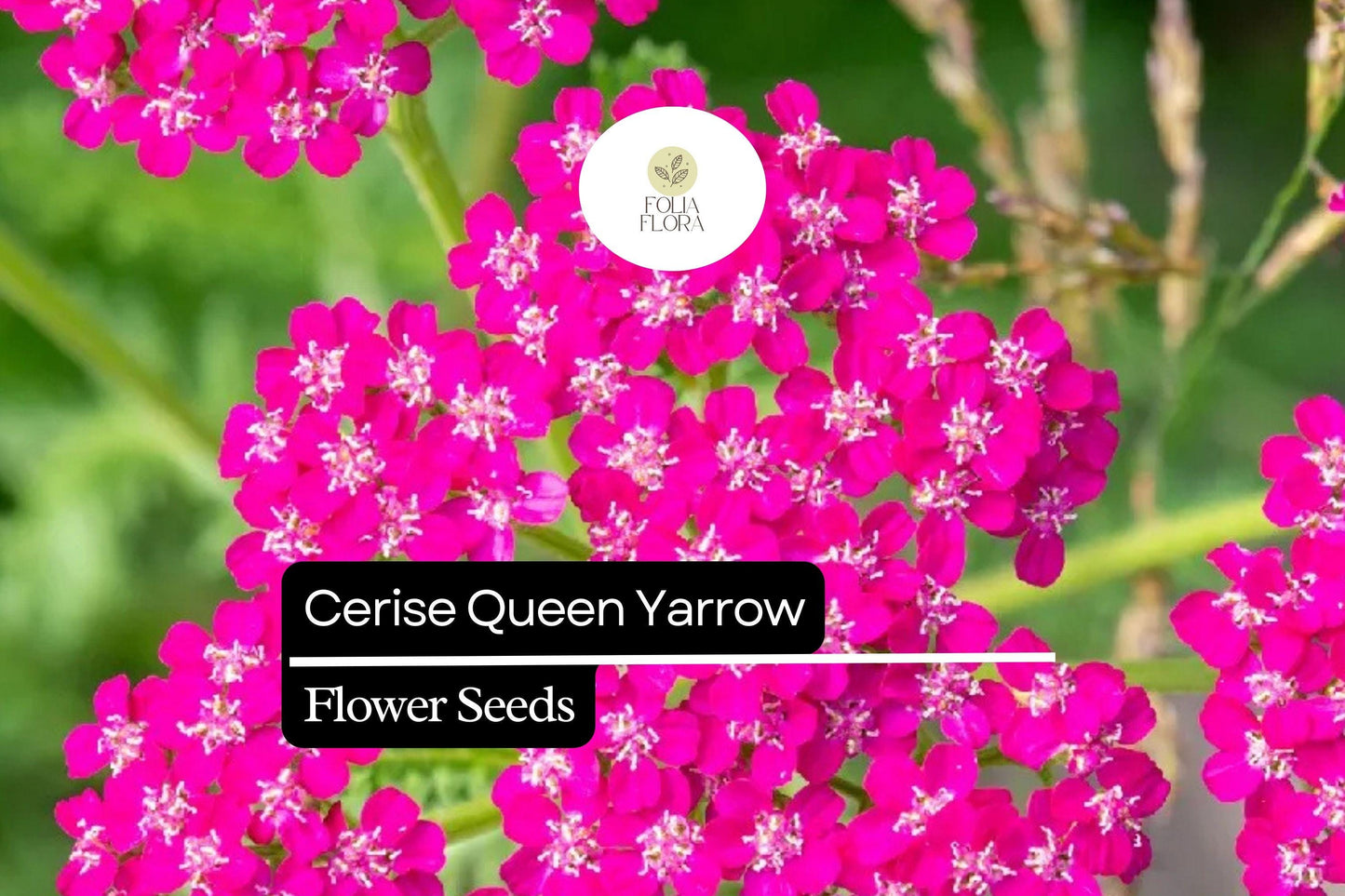 Cerise Queen Yarrow - Achillea Millefolium with Vibrant Pink Blooms for Pollinator and Drought-Tolerant Gardens