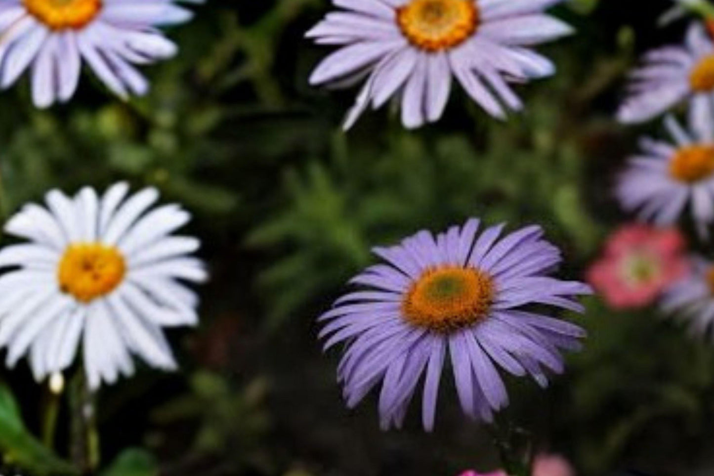 100 Symphyotrichum oblongifolium Aromatic Aster Seeds – Native Purple Wildflower for Pollinator Gardens