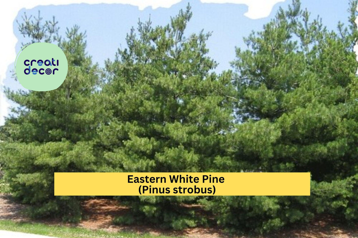 Eastern White Pine Seedlings - 10 Bare Root Plants - Pinus strobus - Hardy Evergreen with Blue-Green Needles from Maine