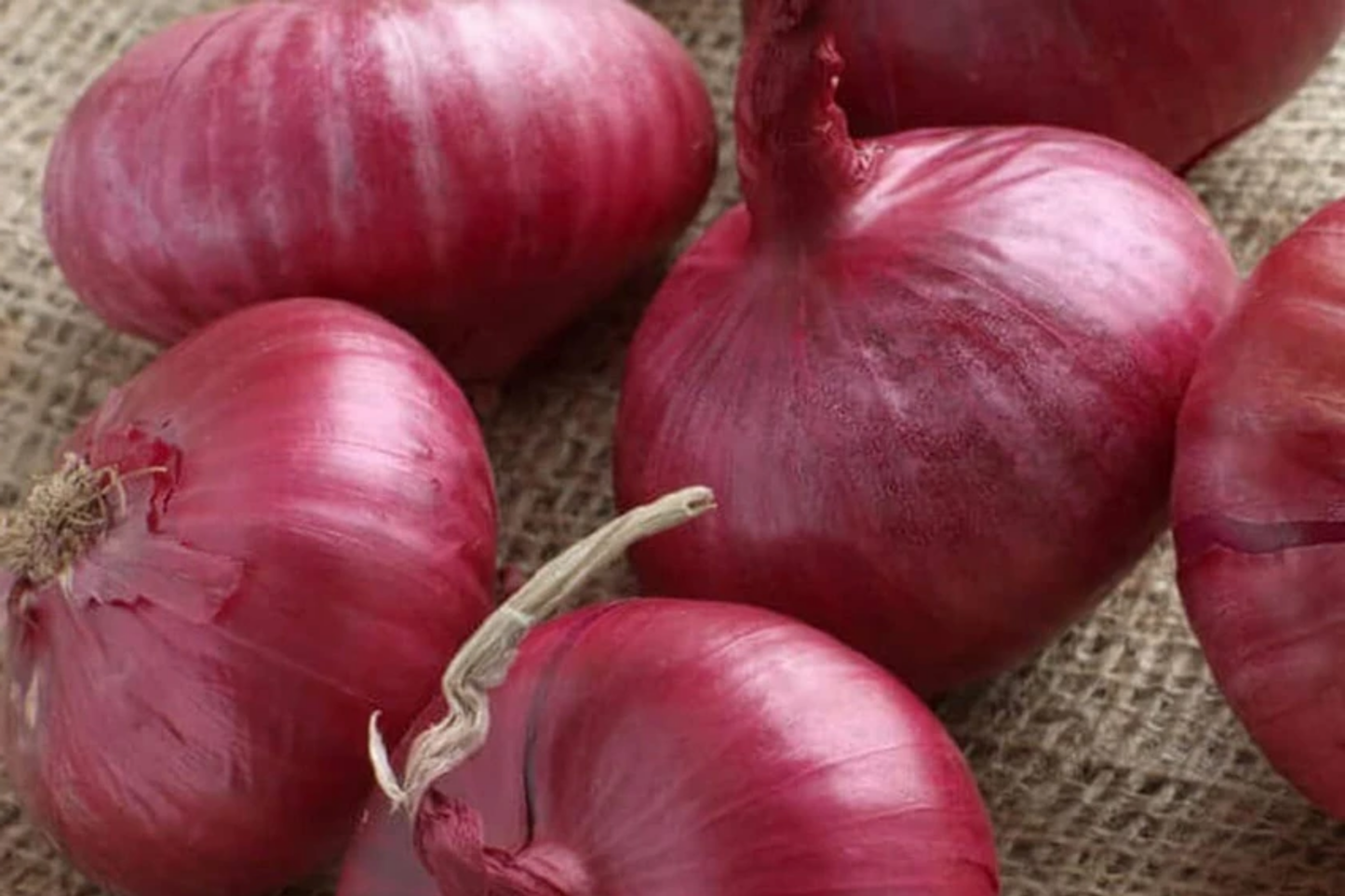 Southport Red Globe Onion Seeds 250mg | Allium cepa Heirloom Vegetable with Crisp Flavor and Red Skin