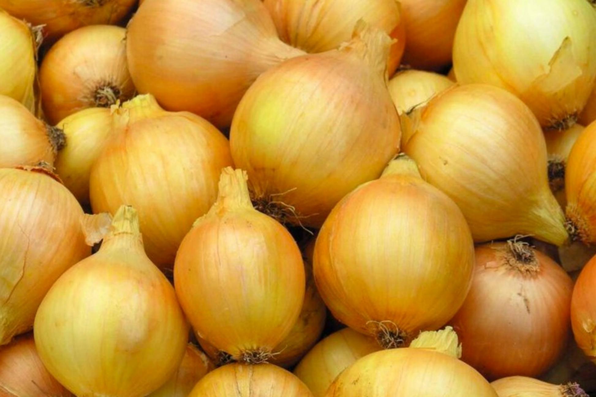 Utah Yellow Sweet Spanish Onion Seeds | Allium cepa Vegetable | Large Bulbs, Mild Flavor, Heirloom Garden Favorite