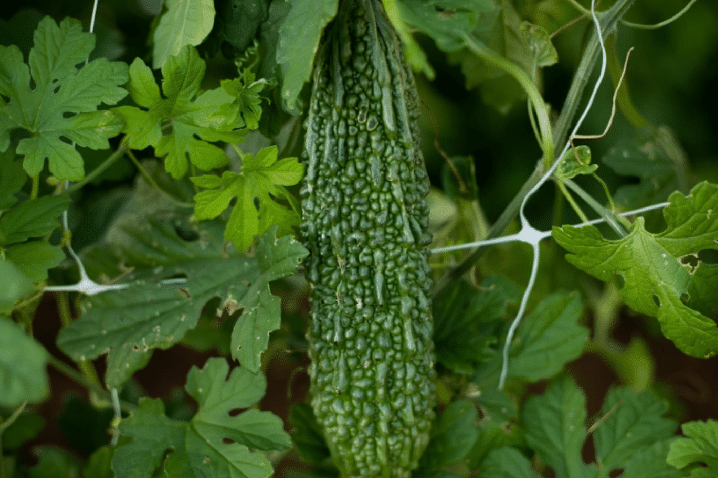 Bitter Melon Seeds Dark Jade Hybrid – High Yield Momordica charantia Vegetable Seeds for Asian Cuisine, Easy to Grow, Non-GMO, Heirloom
