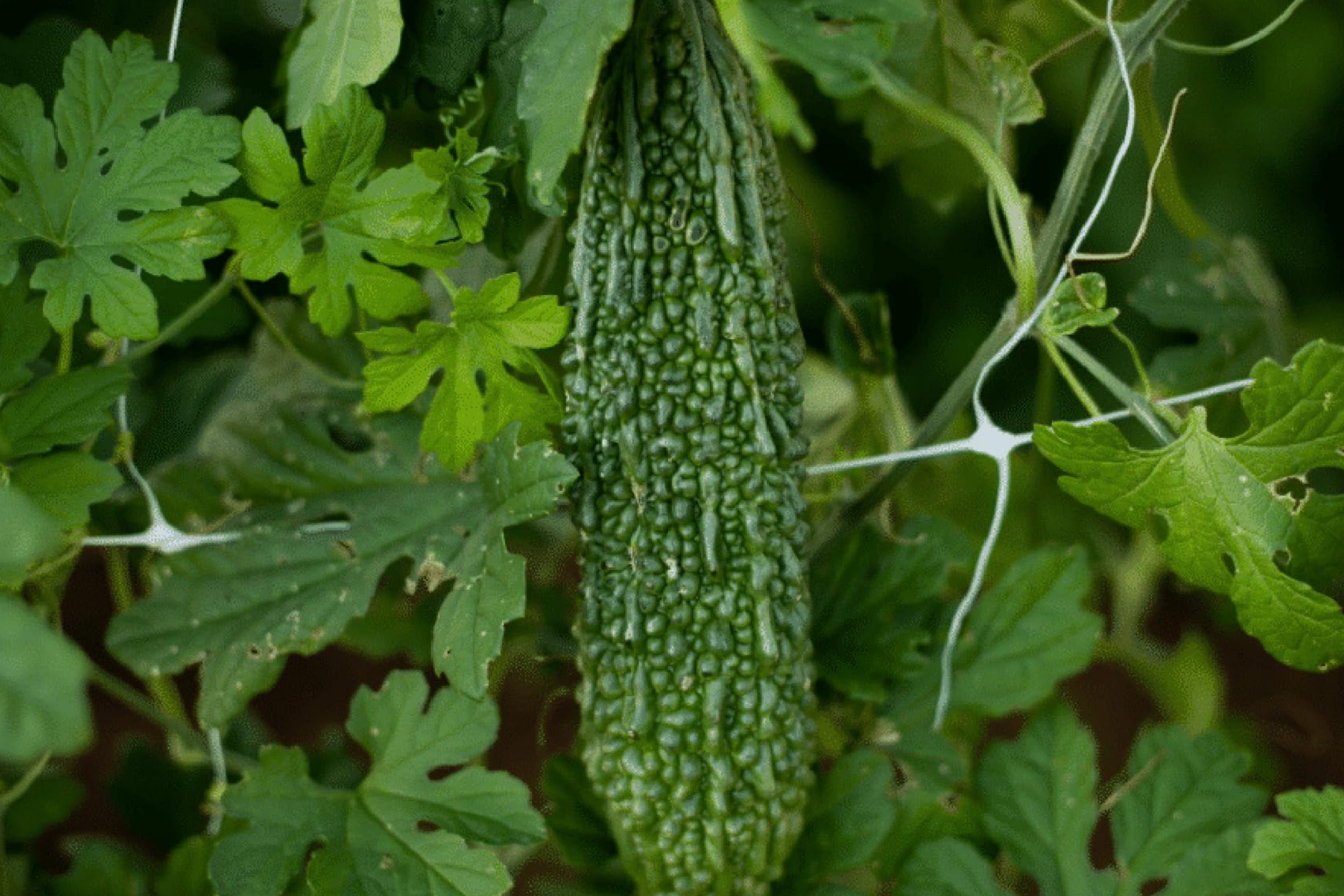 Bitter Melon Seeds Dark Jade Hybrid – High Yield Momordica charantia Vegetable Seeds for Asian Cuisine, Easy to Grow, Non-GMO, Heirloom