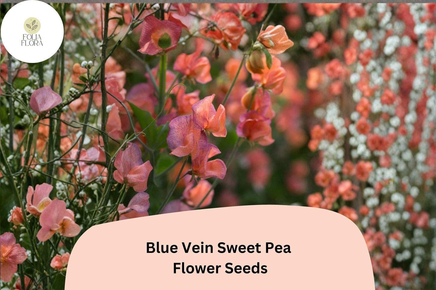 Blue Vein Sweet Pea Seeds 50+ | Fragrant Orange Climbing Annual Flowers