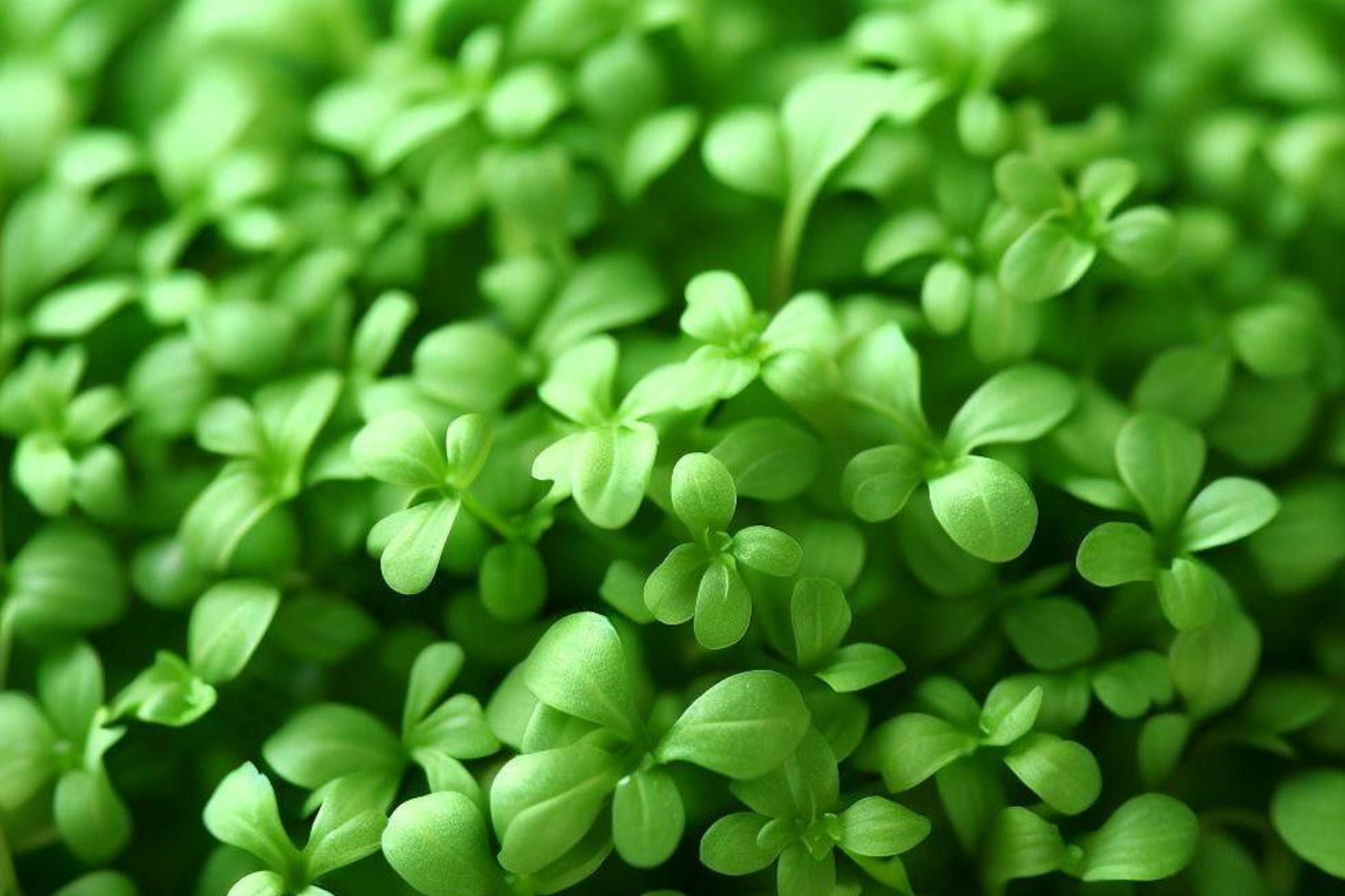 Cress Seeds 1g Lepidium sativum Peppery Garden Cress Microgreens Fast-Growing Salad Greens