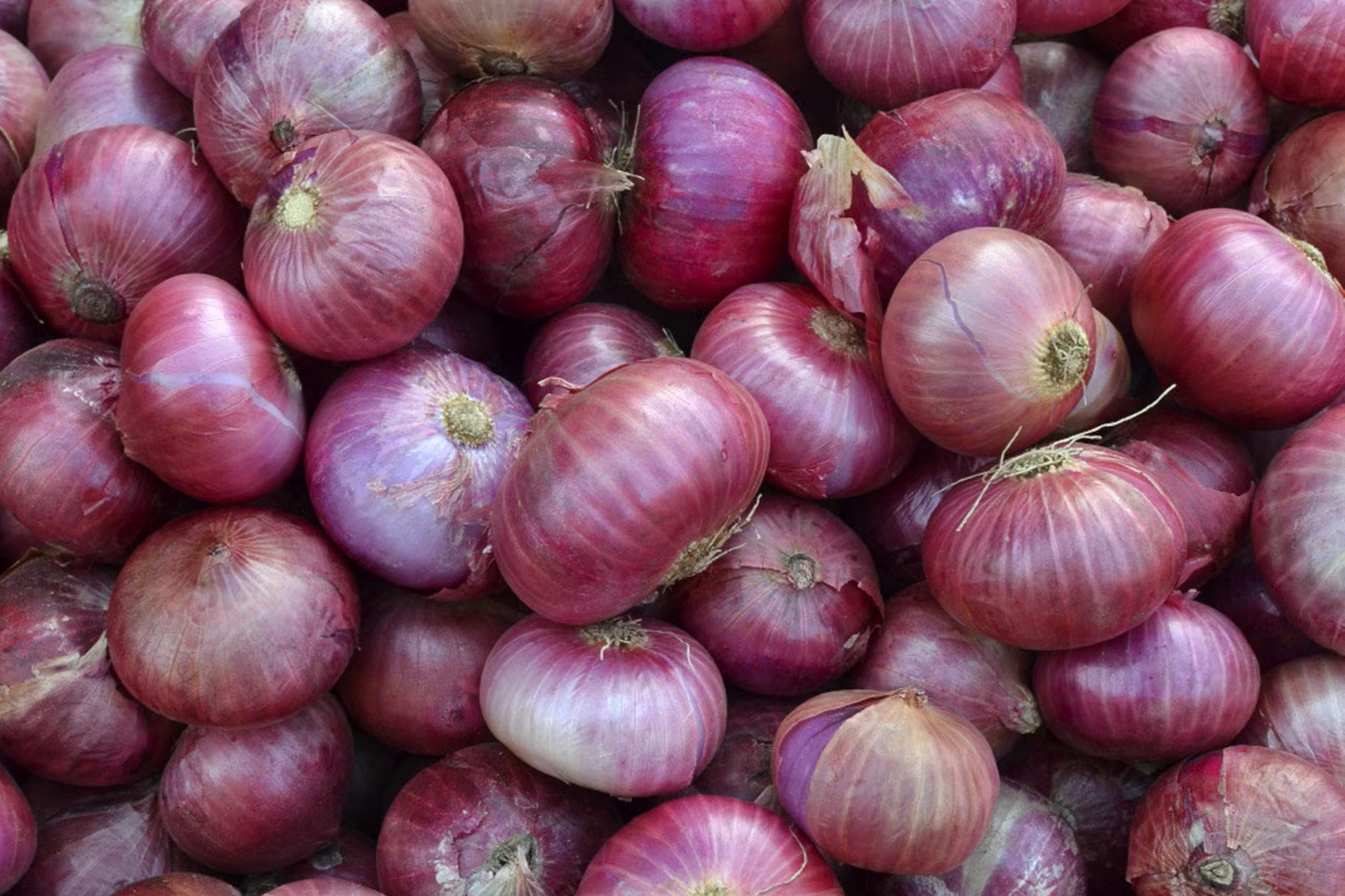 Red Grano Onion Seeds - Allium cepa Vegetable, Mild Sweet Flavor, Red Skin, Easy to Grow Garden Favorite, 250mg Seed Pack