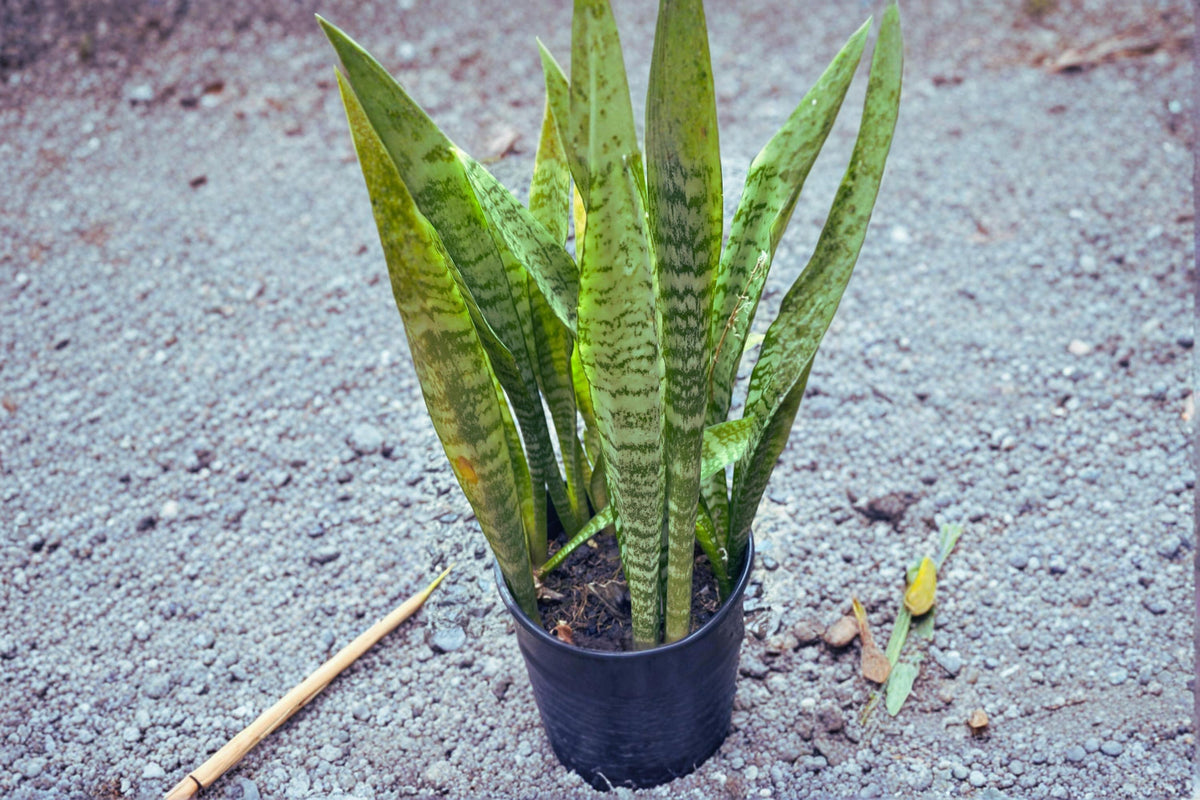 Sansevieria Cuttings 4-6 Inches Snake Plant Starter Leaves Dracaena trifasciata - Low Maintenance Indoor Foliage Plant