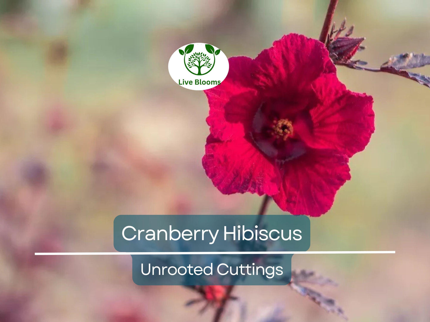 7 Organic Cranberry Hibiscus Plant Clippings - Edible Perennial with Vibrant Red-Purple Leaves