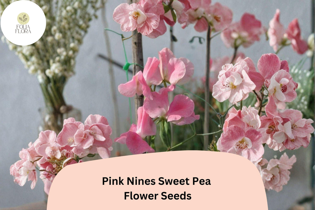 Pink Nines Sweet Pea Seeds | 50+ Lathyrus odoratus Climbing Vine | Fragrant Pink Blooms for Garden Planting