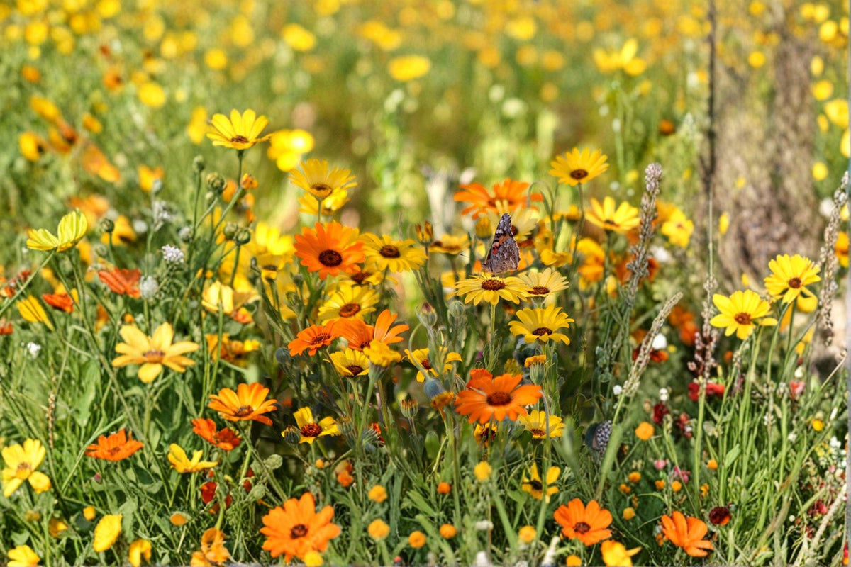 African Daisy Seeds | 50 Count | Bright Orange Wildflower | Dimorphotheca sinuata | Drought-Tolerant Garden Favorite