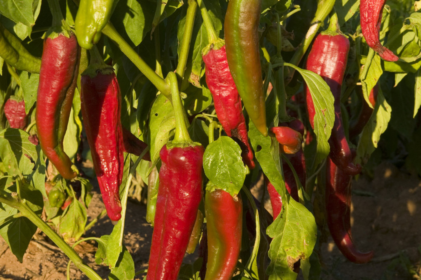 Ms. Junie Hot Pepper Seeds 250mg Capsicum annuum Medium Heat Vibrant Red Chili Plant for Sauces & Salsas