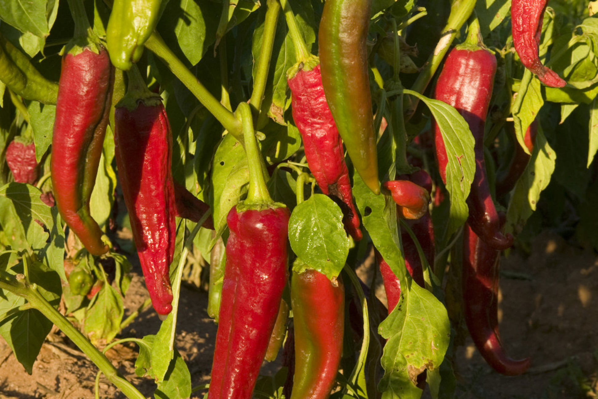 Ms. Junie Hot Pepper Seeds 250mg Capsicum annuum Medium Heat Vibrant Red Chili Plant for Sauces & Salsas