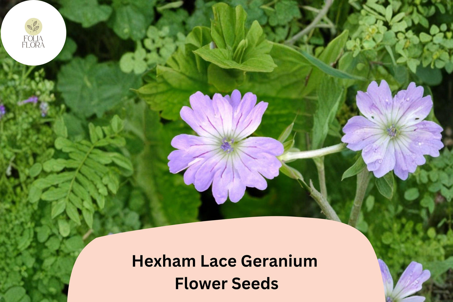 25+ Hexham Lace Geranium Seeds – Hardy Perennial with Delicate Purple Lace-like Blooms