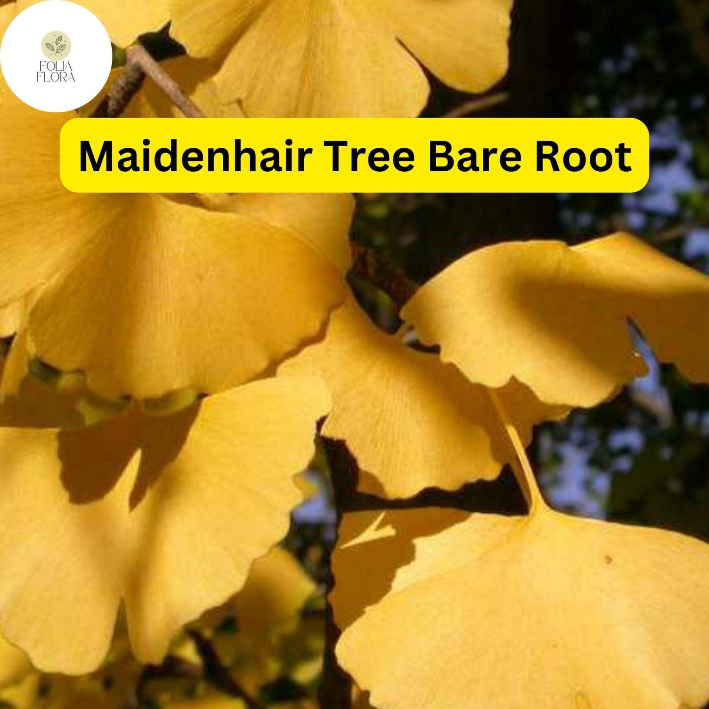 3 Bare Root Ginkgo Biloba Maidenhair Trees - Starter Live Trees for Shade & Ornamental Use