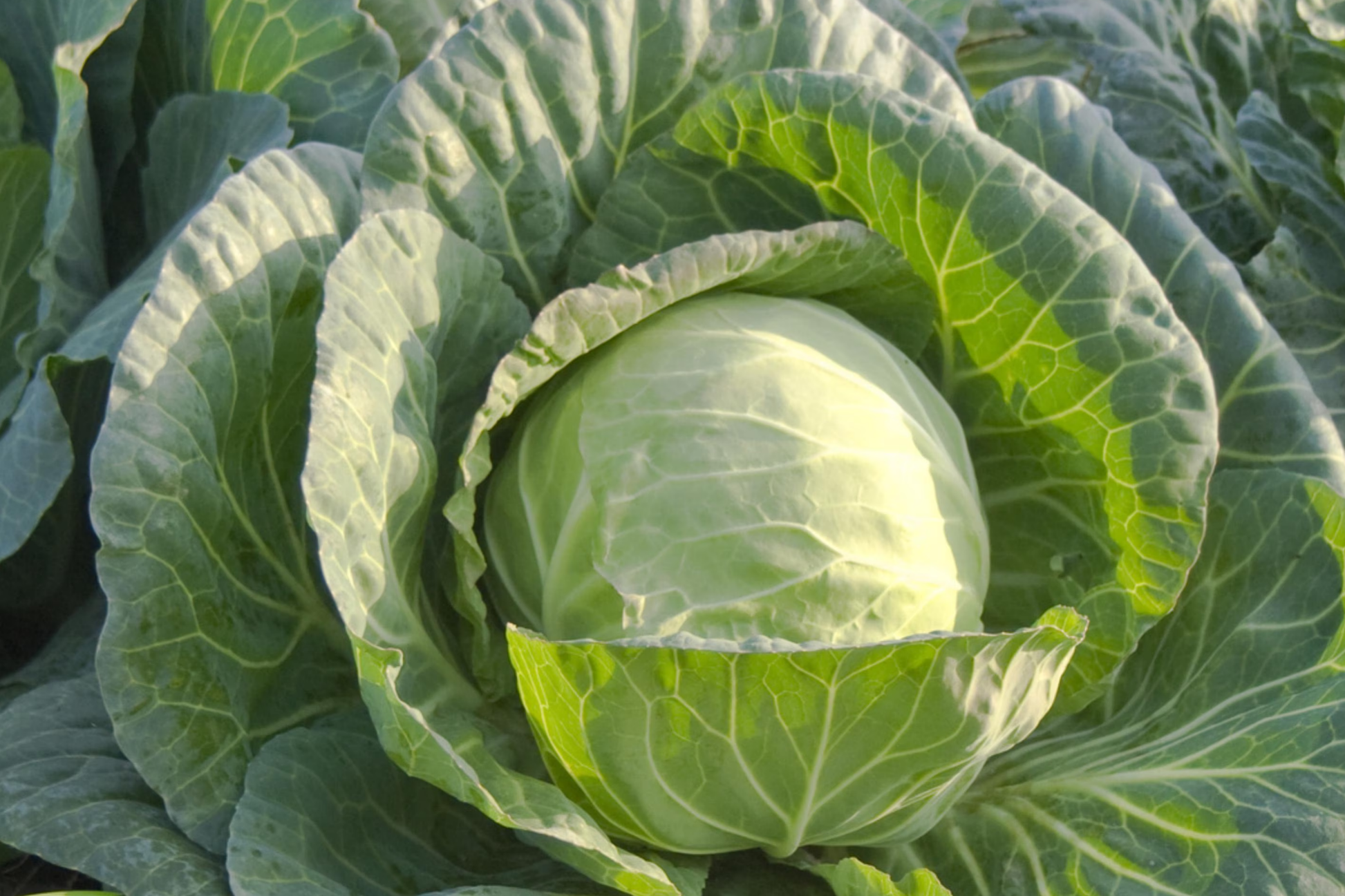 Cabbage Seeds Danish Ballhead Heirloom Compact Cold-Hardy Brassica oleracea, 1g Vegetable Seed