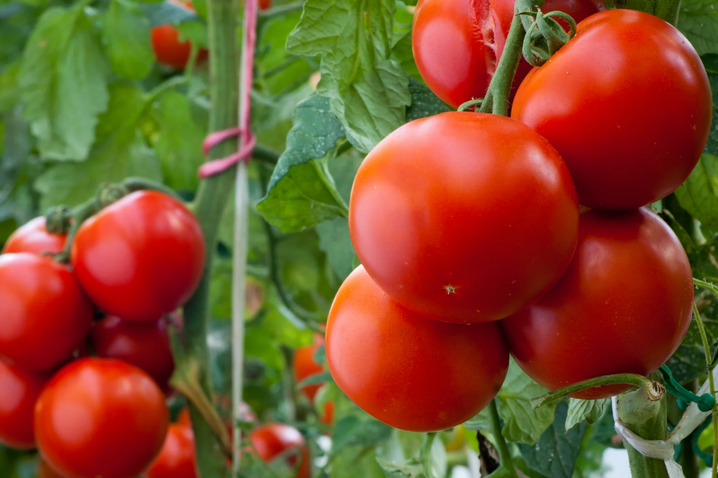 Tomato Seeds Super Sioux Heirloom Non-GMO Heat-Tolerant for Slicing & Sauces - Solanum lycopersicum
