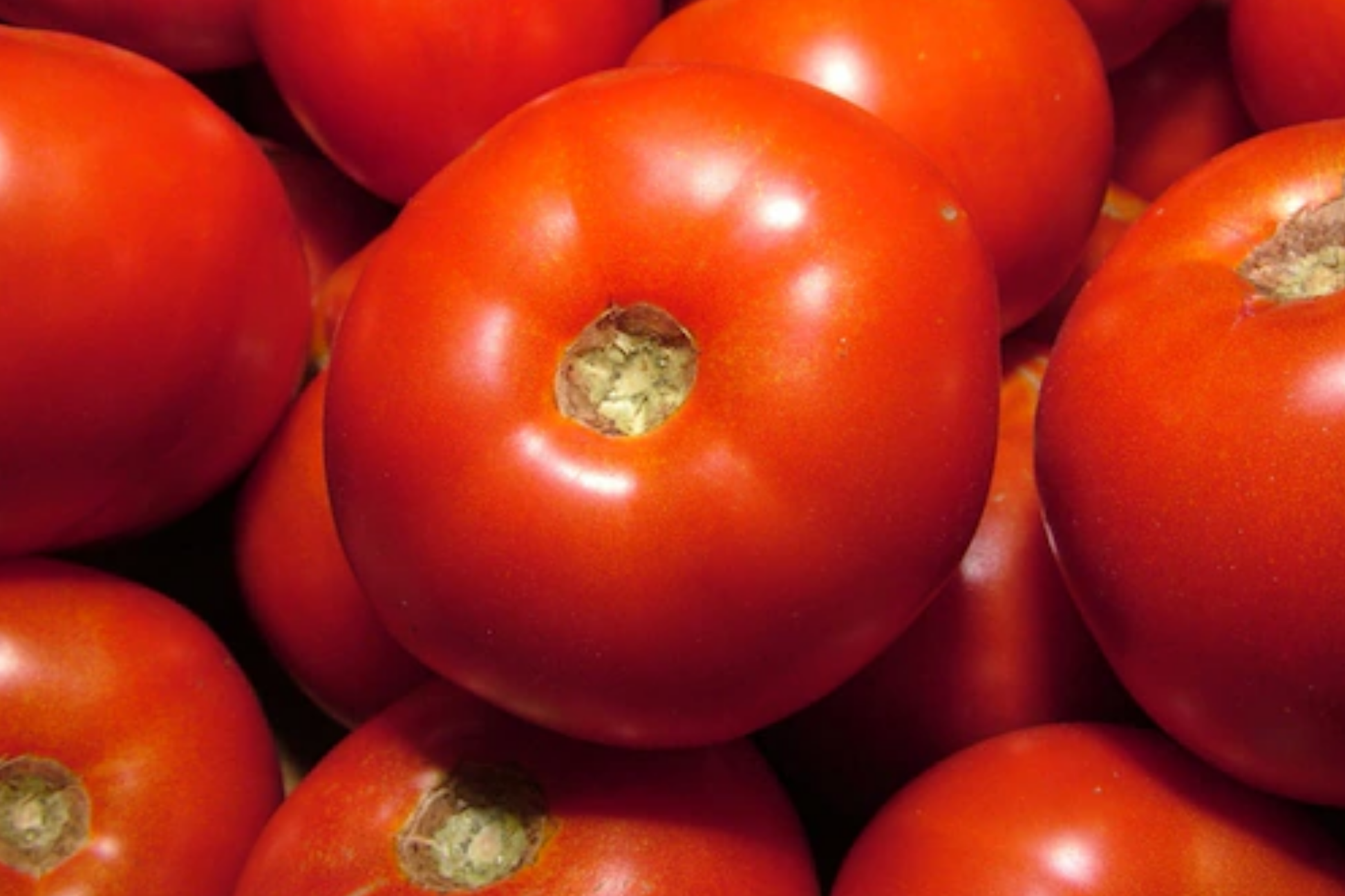 Tomato Rutgers Seeds 100mg Heirloom Non-GMO for Canning & Fresh Use Solanum lycopersicum