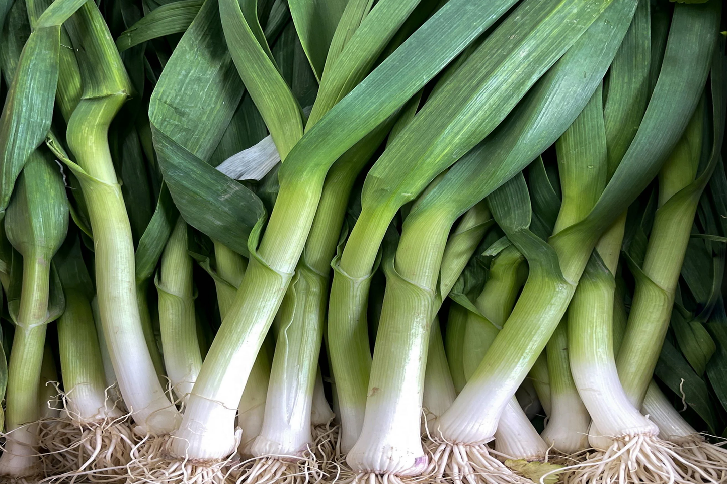 White Lisbon Bunching Onion Seeds, Allium cepa, Green Scallions, Heirloom Non-GMO, Fast-Growing Vegetable Seeds