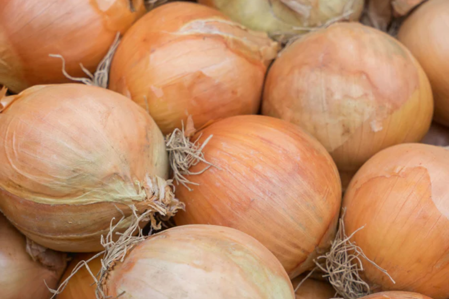 Onion Seeds 250mg Sweet Spanish Colorado #6 Allium cepa Non-GMO Large Globe Bulbs for Culinary & Fresh Use
