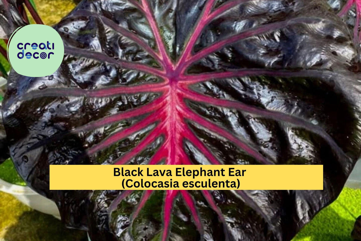 Black Lava Elephant Ear Plant - Live Rooted Starter - Colocasia esculenta - Deep Purple-Black Foliage for Tropical Gardens