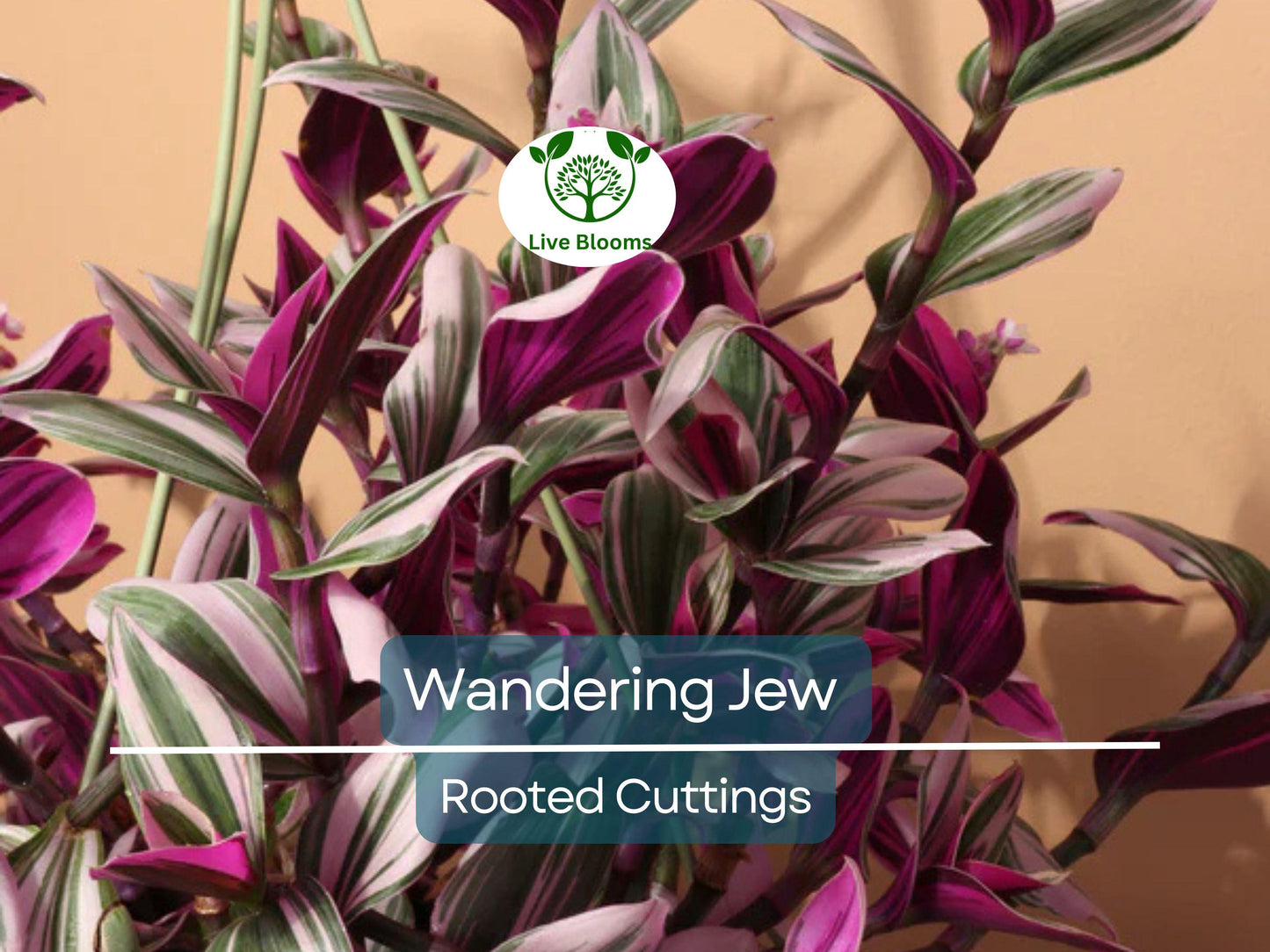 12 Fully Rooted Wandering Jew Cuttings (Tradescantia Zebrina) - Easy Care Indoor Plant with Vibrant Purple & Green Foliage