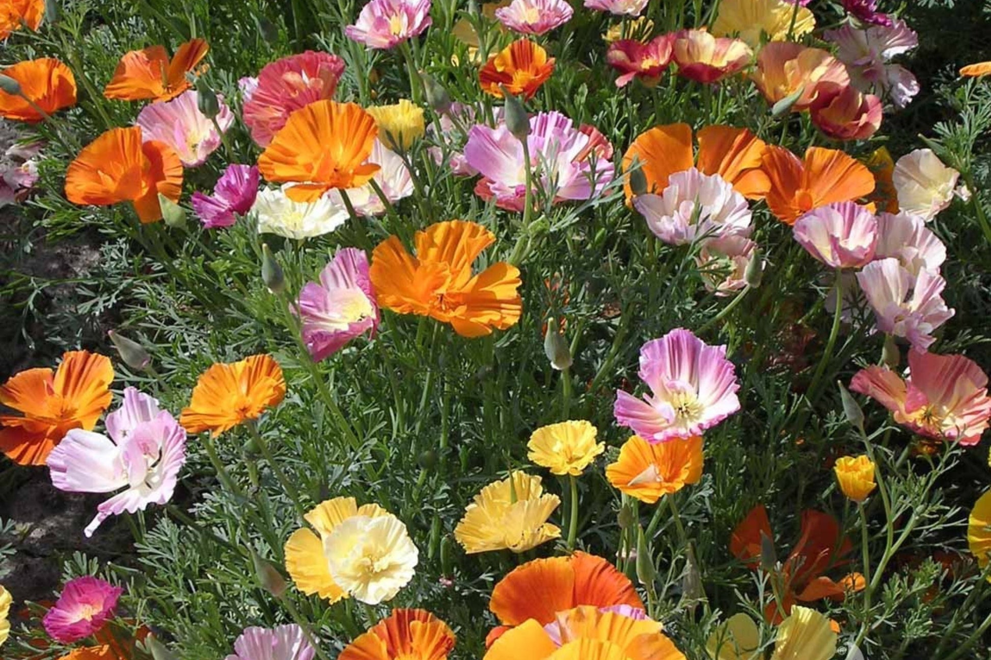 Ballerina Mix California Poppy Seeds | Multicolor Blooms | Drought Tolerant | Pollinator Attracting | Eschscholzia Californica