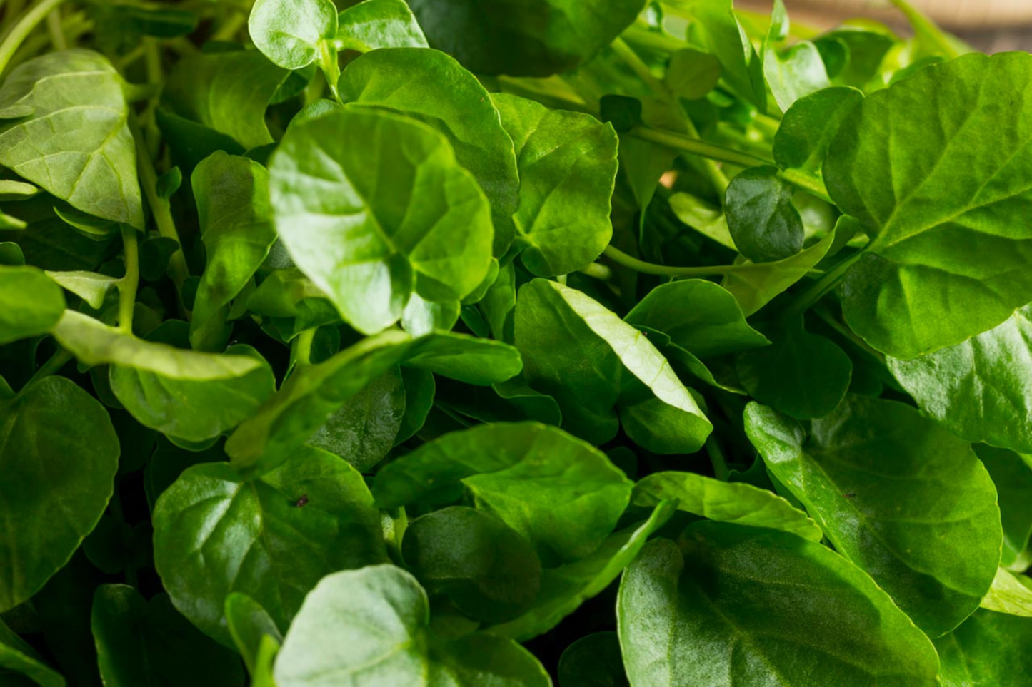 Upland Pepper Cress Seeds | Non-GMO Lepidium sativum | Fresh Garden Seeds