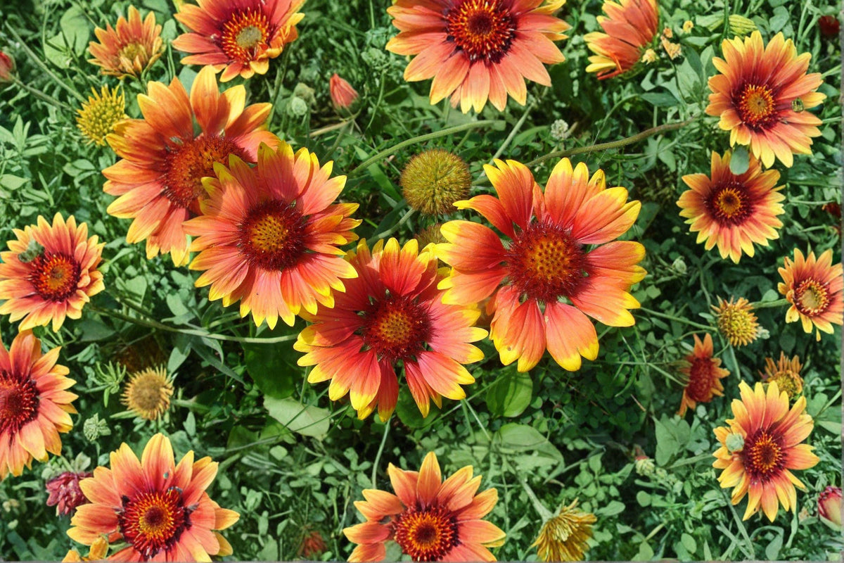 Blanket Flower Seeds - 25 Seeds - Gaillardia aristata - Drought-Tolerant Wildflower - Vibrant Red, Orange, Yellow Blooms