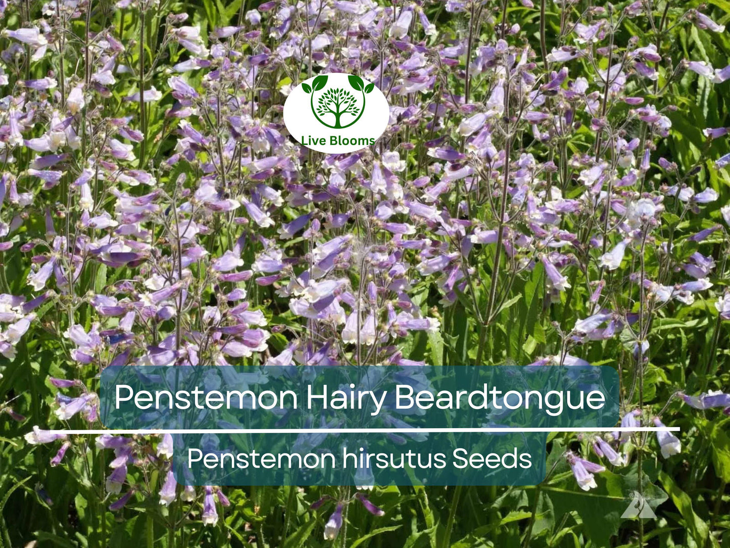 1000 Seeds Penstemon Hairy Beardtongue Perennial Purple Flowers Non-GMO Hummingbird-Friendly