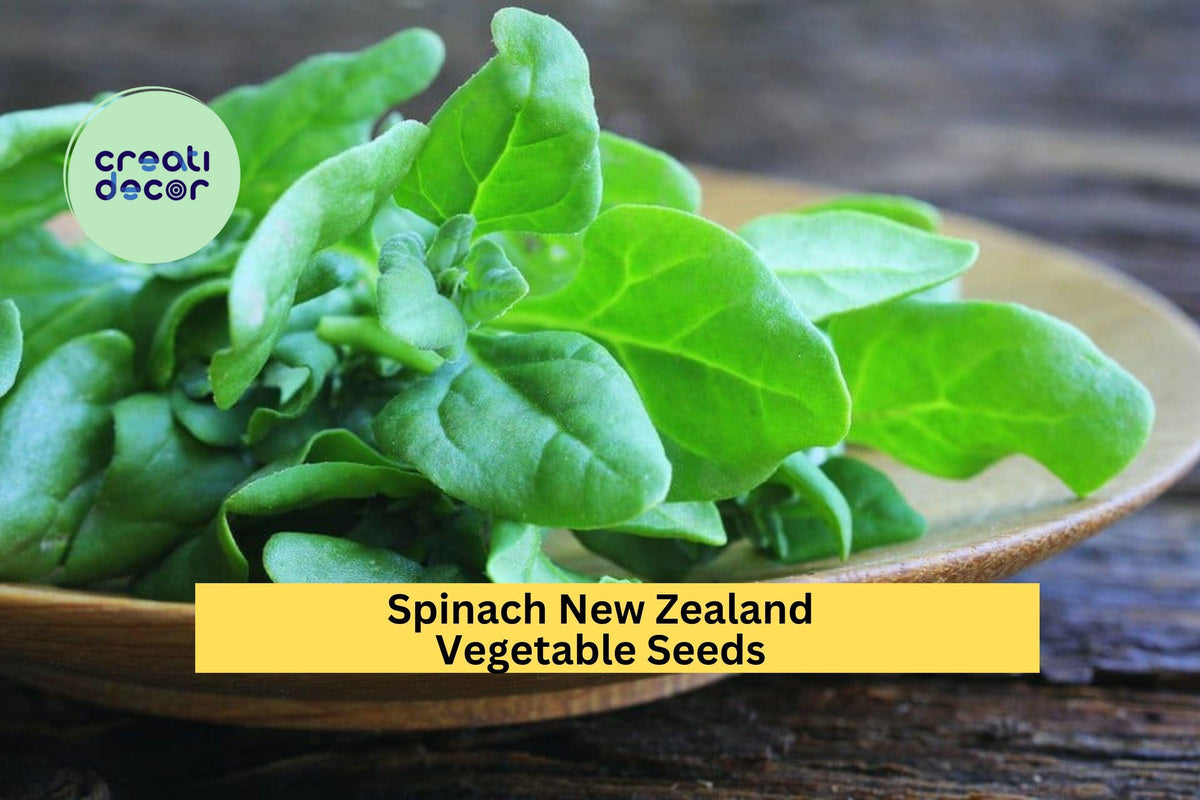 New Zealand Spinach Seeds - 3pcs 1g Heat-Tolerant Tetragonia tetragonioides - Ideal for Summer Garden & Containers