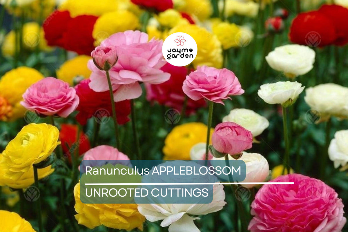 Ranunculus Bulbs - 10 Count Appleblossom Mix - Pink Red White Flowers - Ranunculus asiaticus - Drought-Resistant Perennials