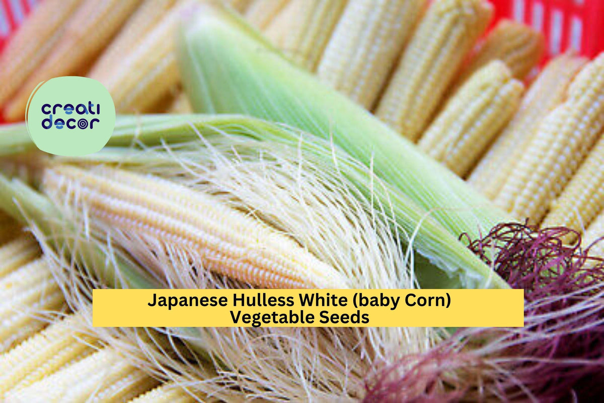 Japanese Hulless White Popcorn Seeds - 3 x 5g Packets - Zea mays - Baby Corn Variety for Backyard Gardens and Homesteads