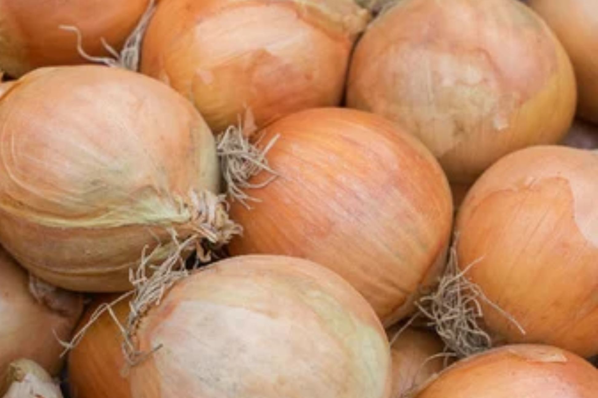 Onion Seeds 250mg Blanco Duro Allium cepa White Globe Non-GMO for Cooking & Storage