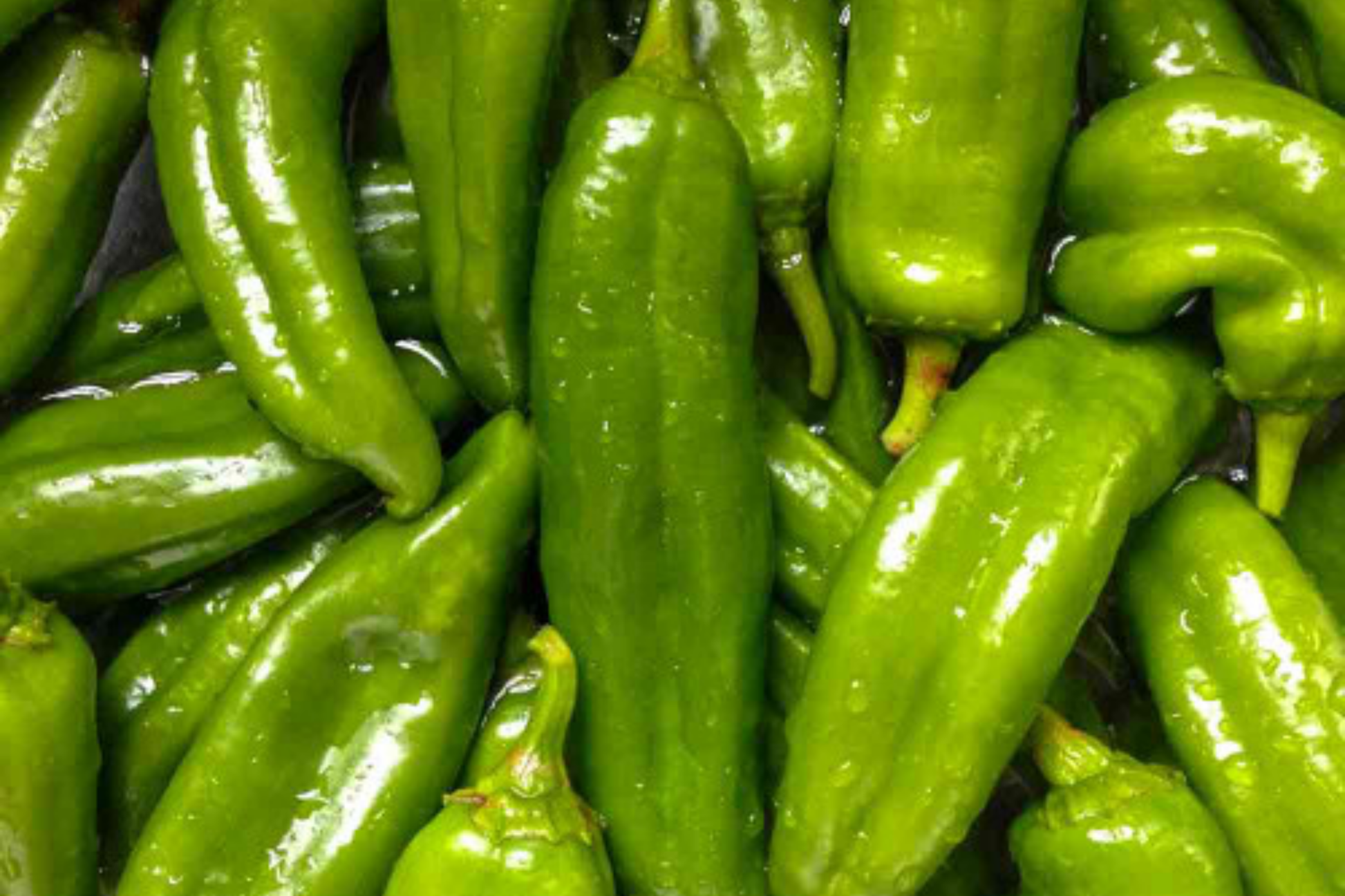 Sandia Hot Pepper Seeds 250mg, Medium-Hot Chile, Heirloom, Non-GMO, Capsicum annuum, Perfect for Roasting, Salsas & Drying