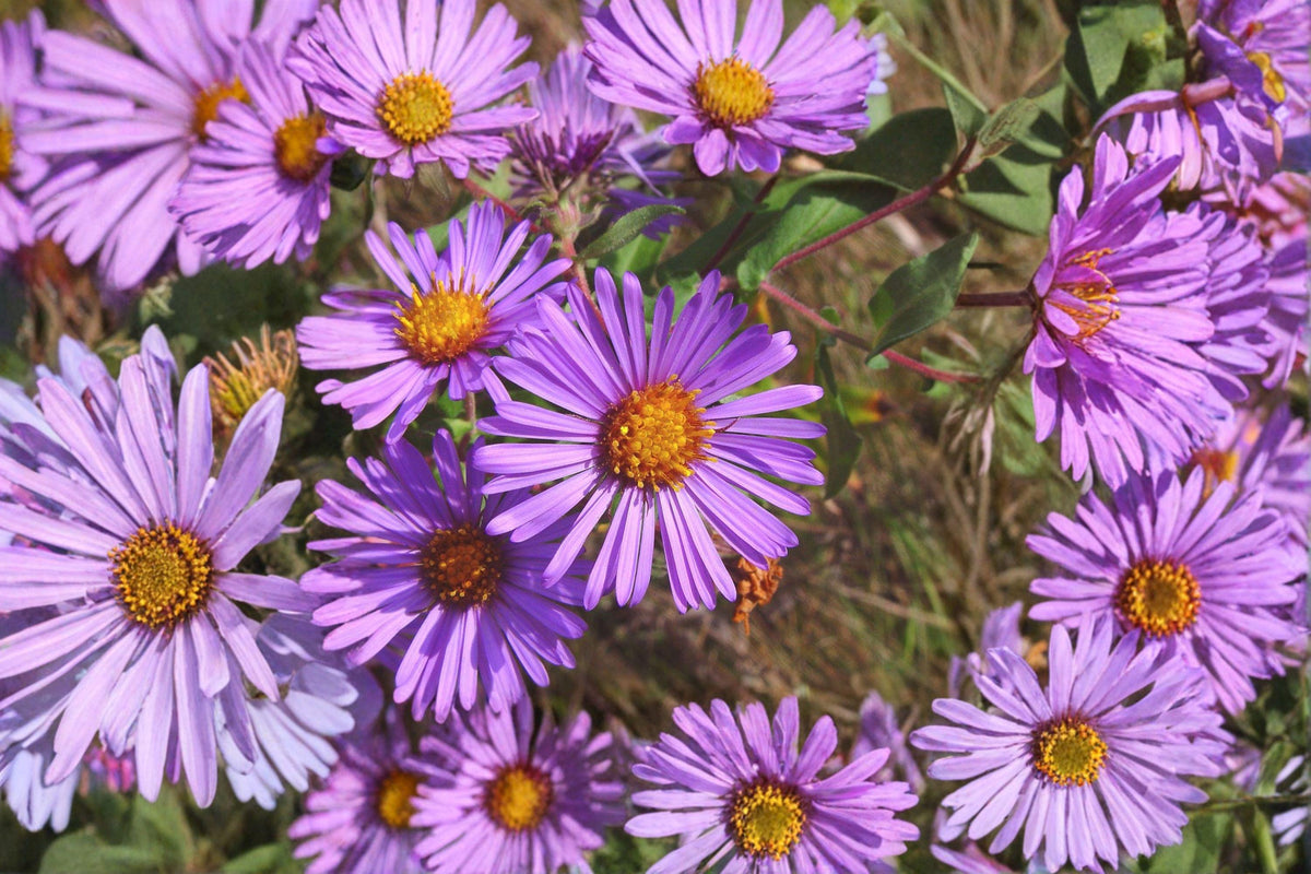 New England Aster Seeds | 100 Seeds | Purple Wildflower | Symphyotrichum novae-angliae | Pollinator Garden Plant