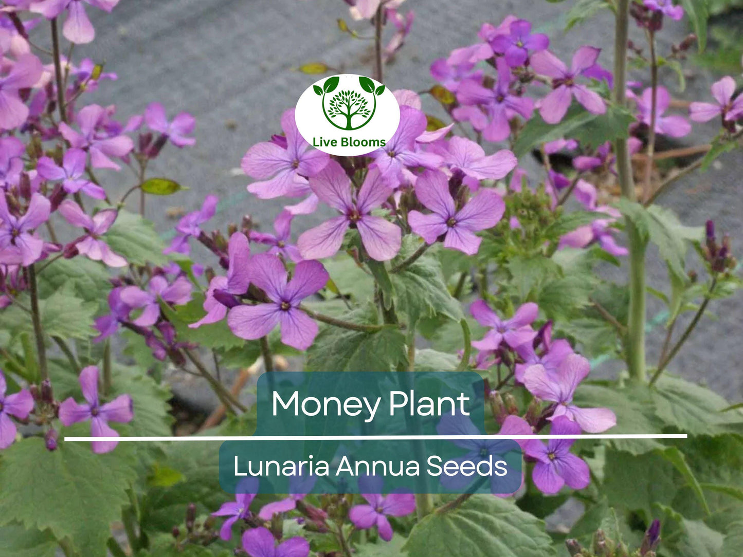 100 Money Plant Seeds – Lunaria annua with Violet Blooms & Silver Seed Pods | Non-GMO Honesty Plant