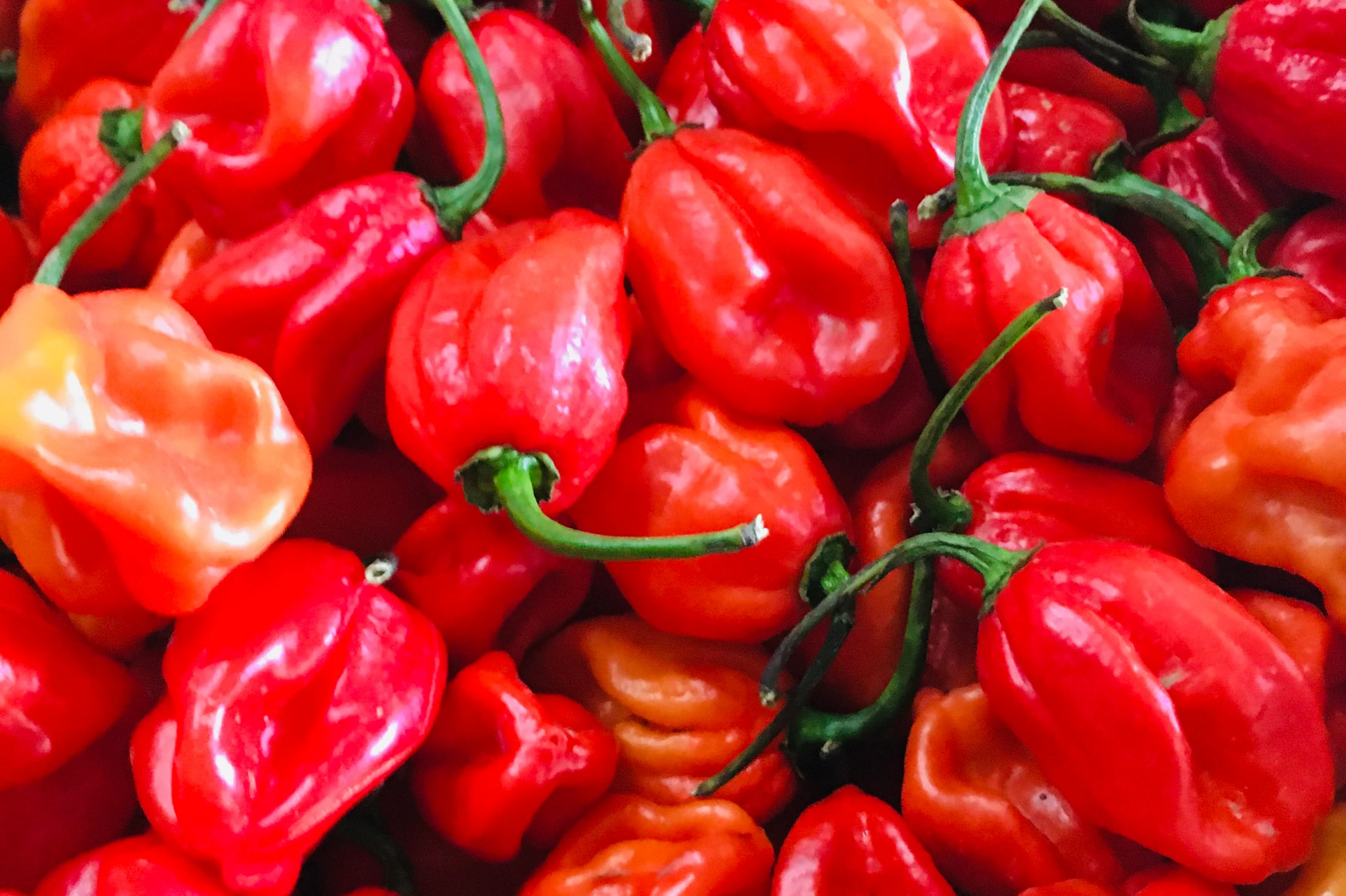 Habanero Caribbean Red Hot Pepper Seeds, Capsicum chinense, Spicy, High Yield, Non-GMO, Perfect for Salsas & Sauces