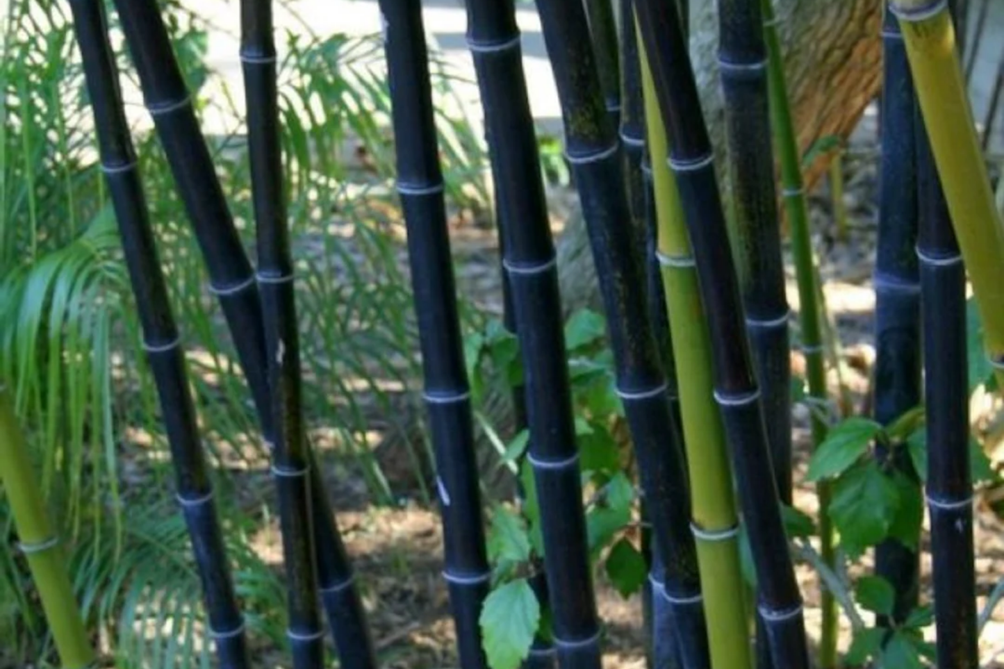 Black Timber Bamboo Rhizomes - Phyllostachys nigra, Ornamental, Fast-Growing, Hardy, Clumping Bamboo, Privacy Screen, Landscape