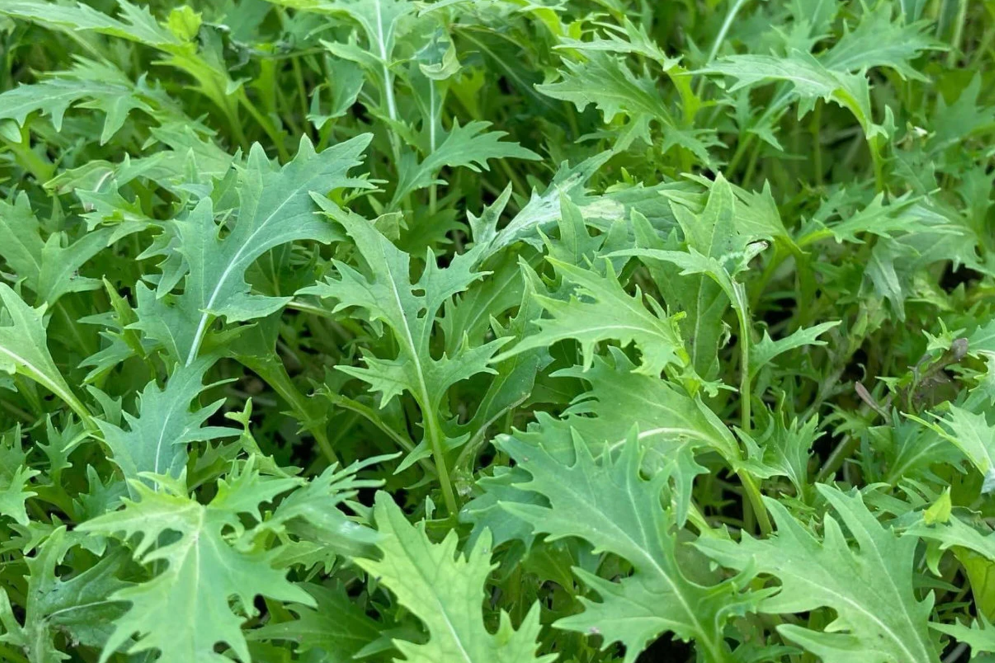 Mizuna Spinach Seeds 500mg, Brassica rapa var. Japonica, Fast-Growing Edible Greens for Salad, Non-GMO, Cool-Season Vegetable