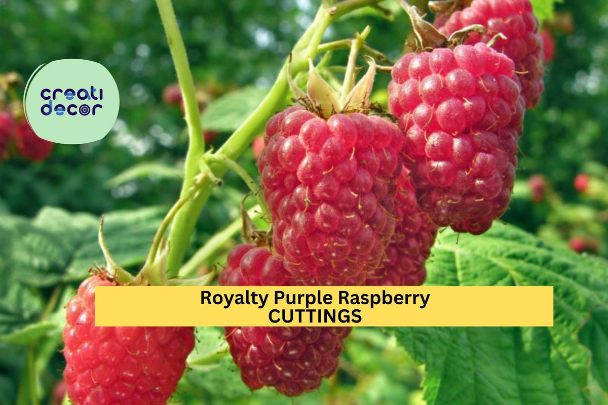 5 Royalty Purple Raspberry Cuttings (10") – Hardy, Sweet Purple Berries for Home Gardens