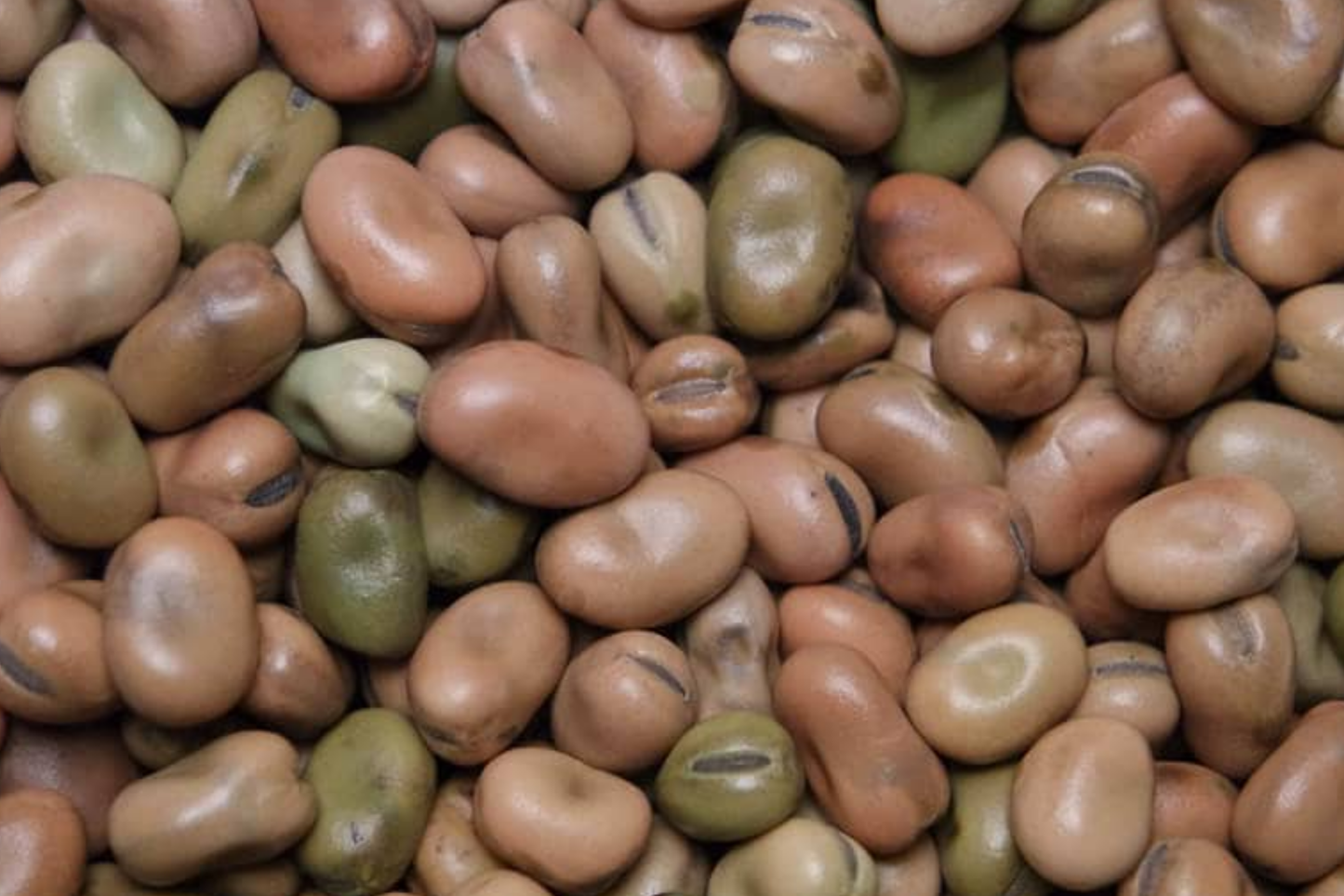 Fava Bean Seeds 5g Vicia faba Heirloom Broad Beans for Planting Nutritious Cool-Season Vegetable