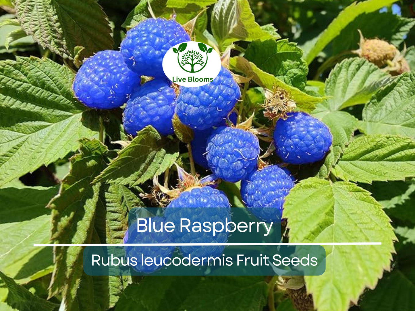 50 Blue Raspberry Bush Seeds - Easy to Grow, High Yield, Sweet Edible Blue Berries for Garden & Containers